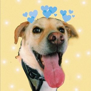 Meet your Posher, Abigail